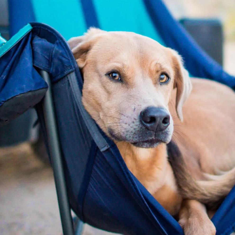 ENO Lounger DL Chair