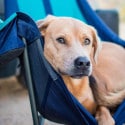 ENO Lounger DL Chair